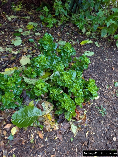 Sissoo thriving in Adelaide Botanic Gardens
