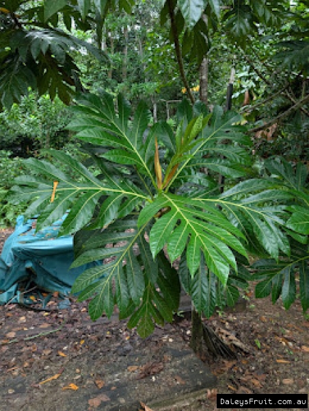 Breadfruit branch showing glossy leaves