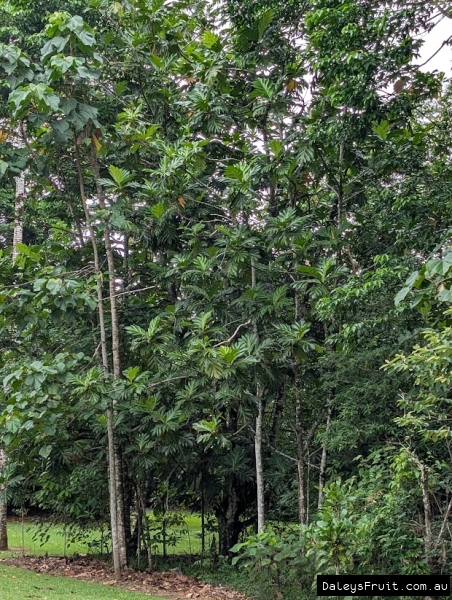Breadfruit showing sparse habit and large leaves in FNQ