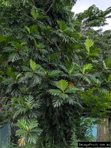 Mature tree form showing dense foliage of Breadfruit