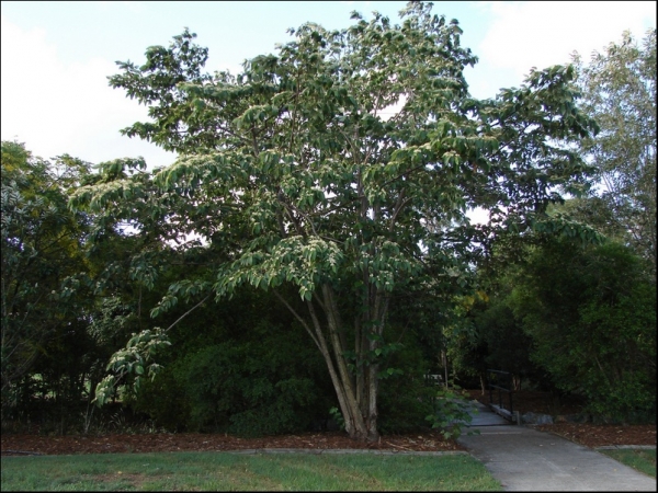 Habit of australian flowering tree - Brown Kurrajong Commersonia bartramia