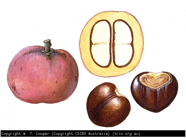 Brown Tamarind - Castanospora alphandii Fruit and cross section