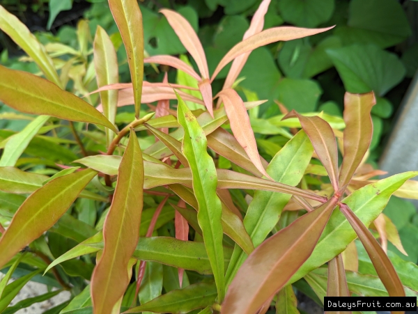 The vibrant leaf colour of the Brush Pepperbush