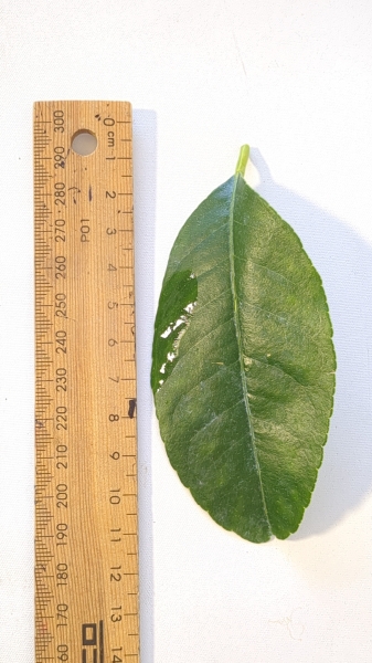 Leaf of the Bush Lemon - Grafted