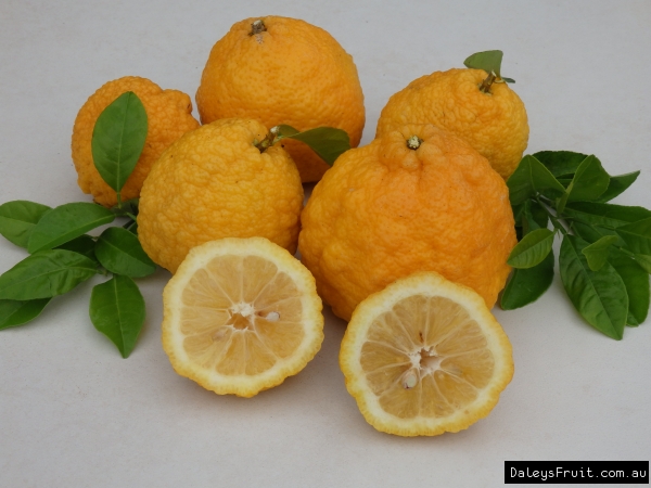 A Bush Lemon Split in half and displayed with leaves and showing the yellow fresh and yellow orange skin