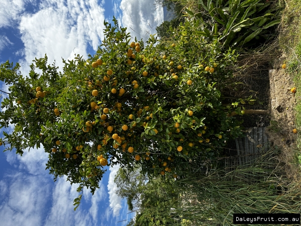 A huge crop on a bush lemon tree.