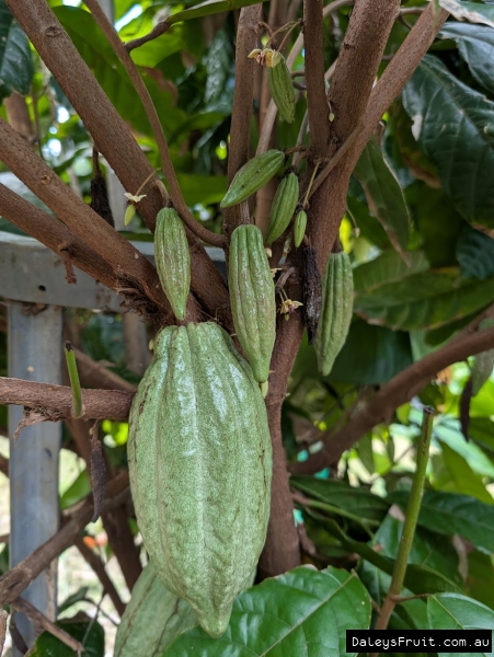 Cacoa pods developing on trunk