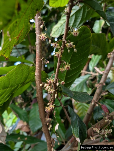 Cacoa flowers developing on trunk