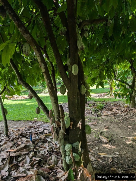 Cacoa pods developing on trunk