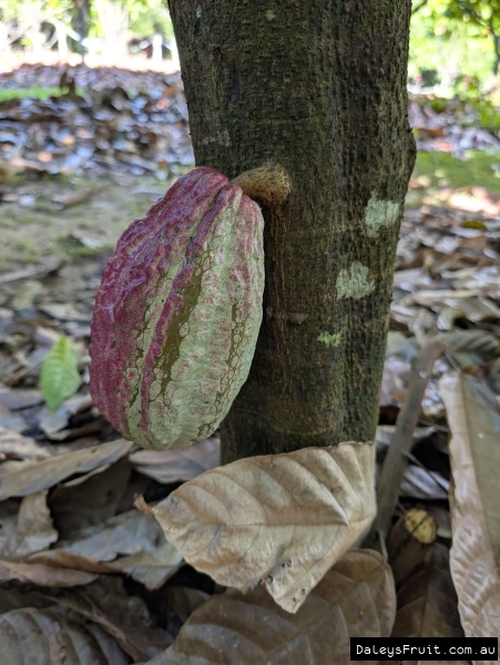 Cacoa pods developing on trunk