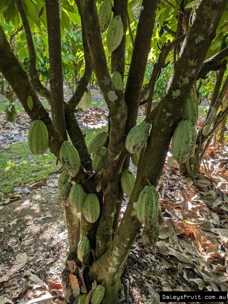 Cacoa pods developing on trunk