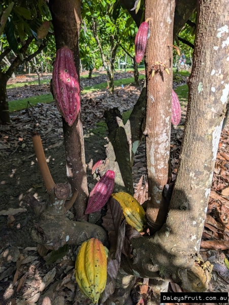 Cacoa pods developing on trunk