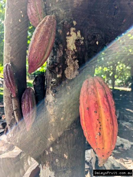 Cacoa pods developing on trunk