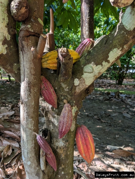 Cacoa pods developing on trunk