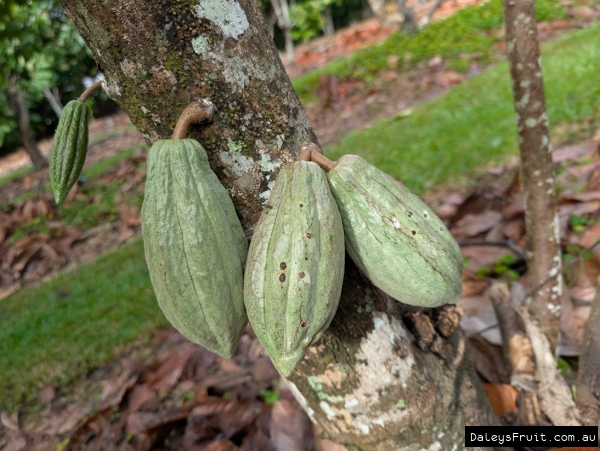 Cacoa pods developing on trunk