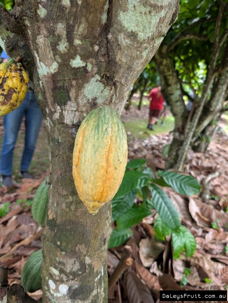 Cacoa pods developing on trunk
