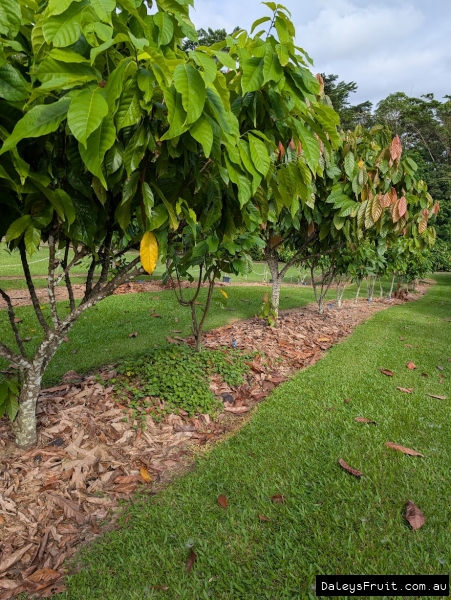 Neat rows of Cacao trees in North QLD orchard