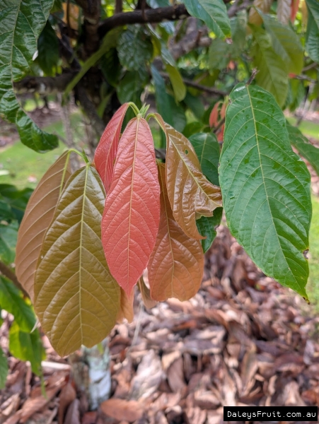 Red growth flush on healthy and well pruned cacao tree