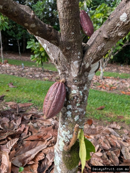Cacoa pods developing on trunk