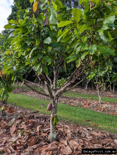 Well pruned and productive growth form on Cacao tree Australia