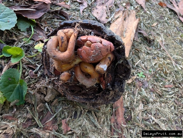 Seeds germinating in discarded Cacao pods from orchard
