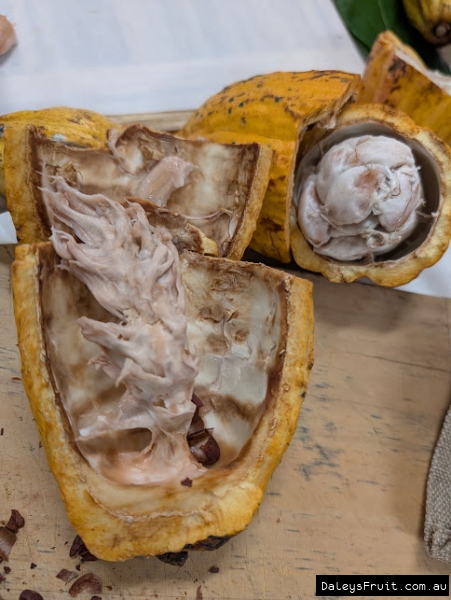 Cacao pod deseeded to show the core left in the pod after harvest