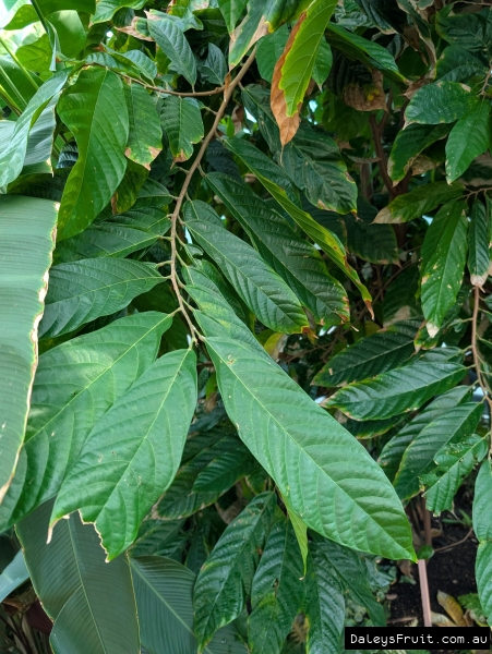 Cacao in Adelaide botanic gardens