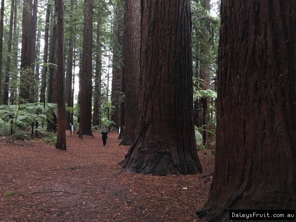 Californian redwood trees are spectacular plantations grown in many parts of the world this picture was in Rotorua, Bay of Plenty, New Zealand