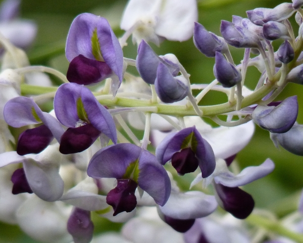 Native Wisteria (Callerya megasperma) Close Up Image