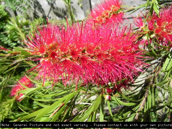 Callistemon Cherry Time Guide only Image: Callistemon