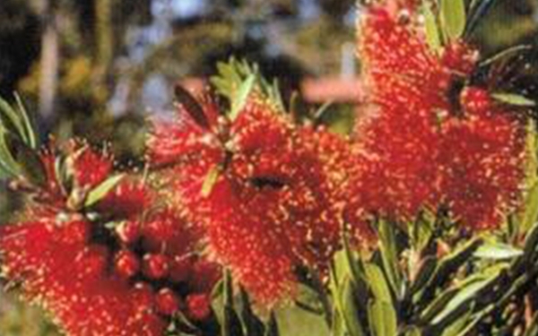 Callistemon red devil Modified from plant tag