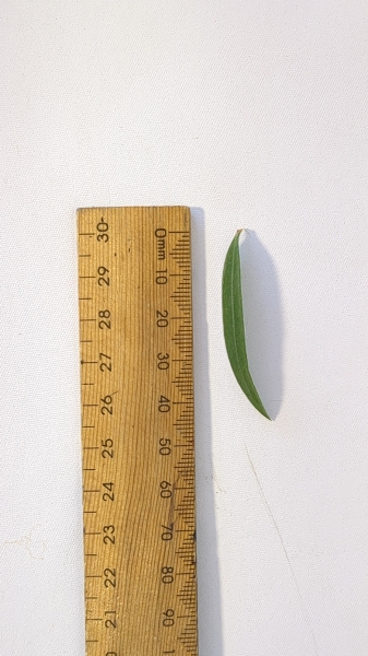 Leaf of the Callistemon - Slim TM