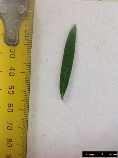 Leaf of the Callistemon Weeping