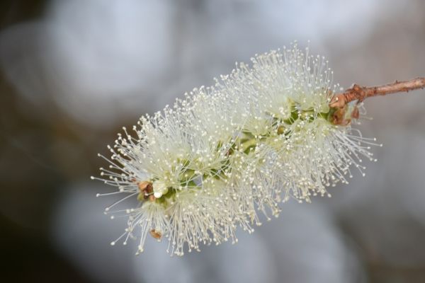 Callistemon Wilderness White Flower