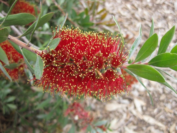 Callistemon Pollandii Gold Tipped