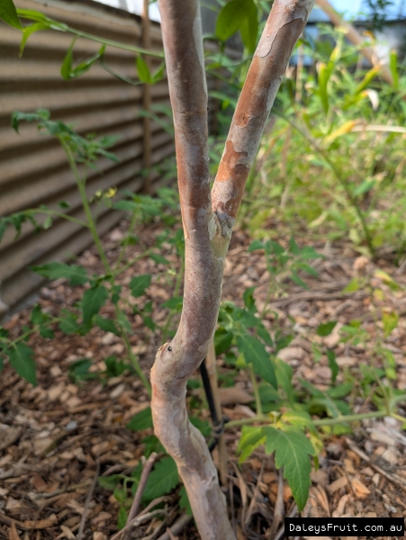 Attractive peeling bark of the Cambuca tree