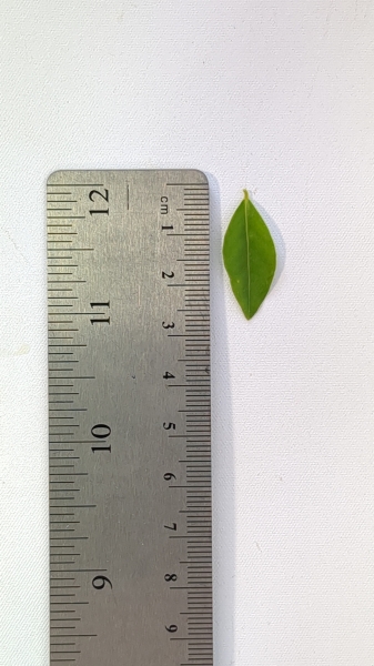 Leaf of the Cambuitinga