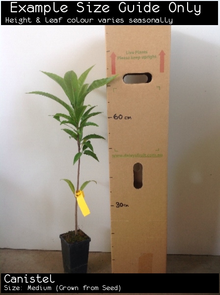 Canistel For Sale (Size: Medium) (Grown from Seed)