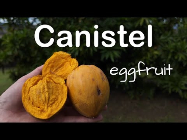Video: Grow Canistel Fruit Trees - The Egg Fruit