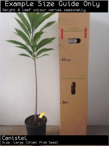 Canistel For Sale (Size: Large) (Grown from Seed)