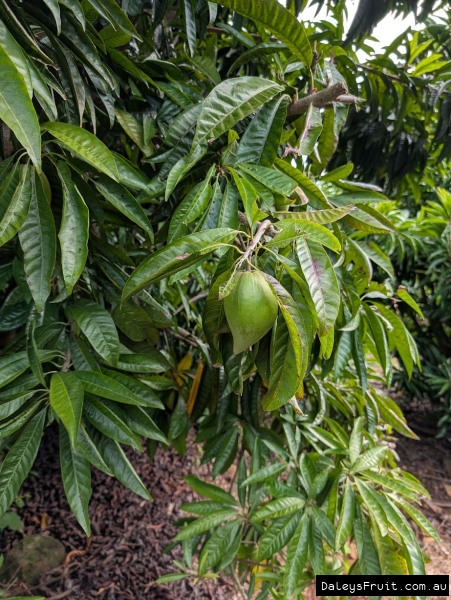 Unripe canistel developing on branch