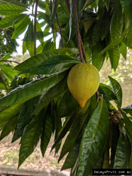 Aurea ripening on branch in orchard