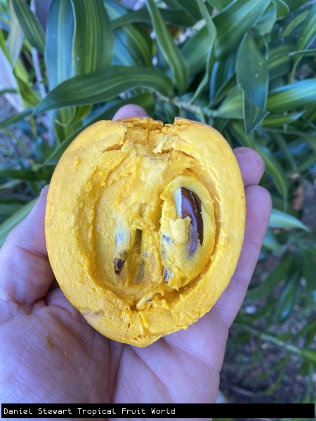 A bisected fruit displaying creamy yellow flesh and shiny brown seeds held in hand over green leaves