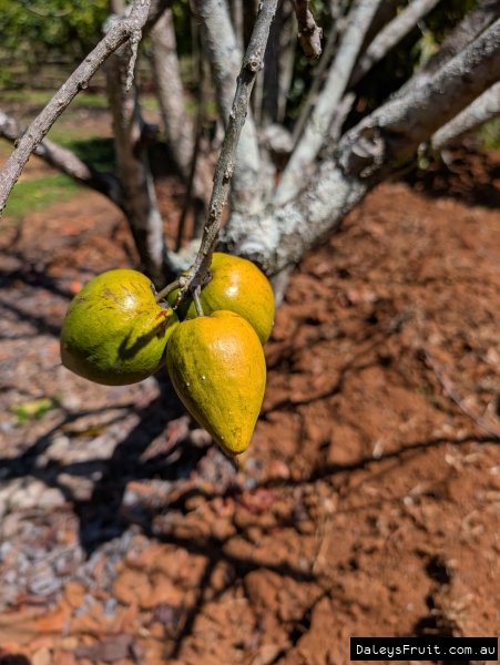 Yellow Ross Sapotes ripening on the tree