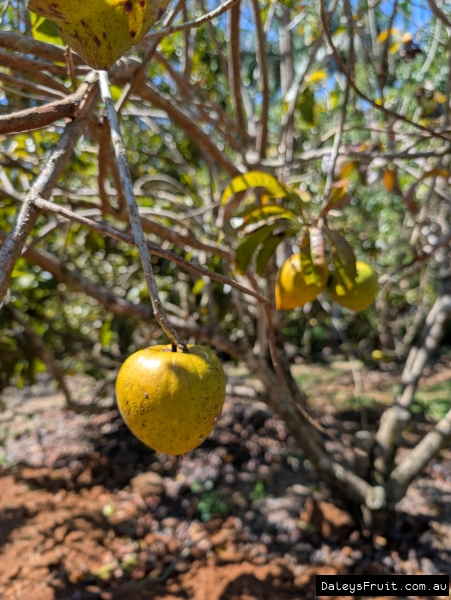 Yellow Ross Sapotes ripening on the tree