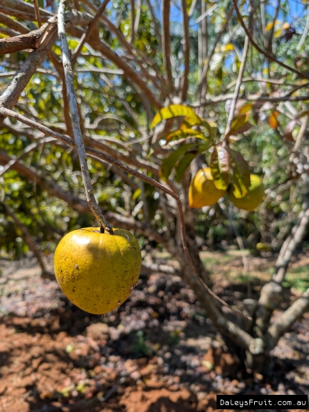 Ross Sapote ripening on tree