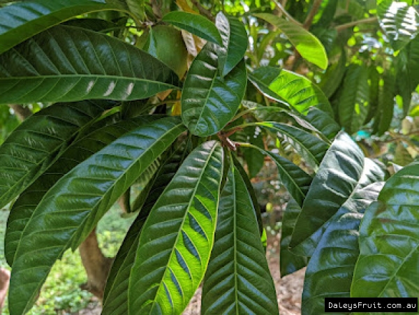 Ross sapote leaves glossy and dark