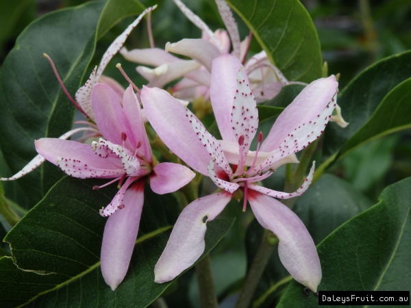 Cape chestnut pink flower