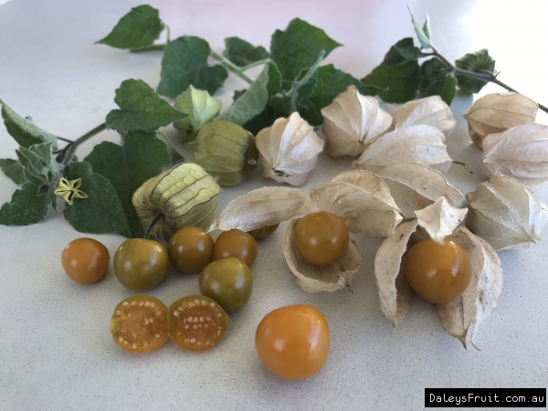 Cape Gooseberry