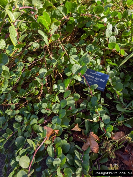 Caper in Adelaide Botanic Gardens